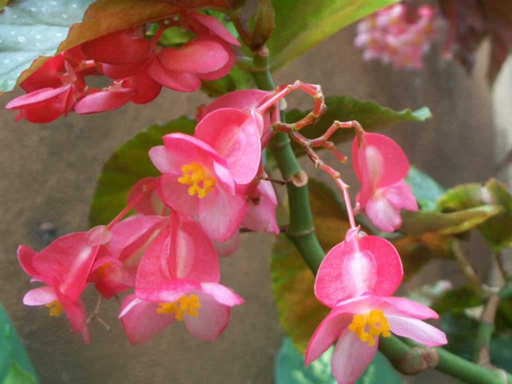 Angel Wing Begonia (Begonia x corallina) | Le Botanist