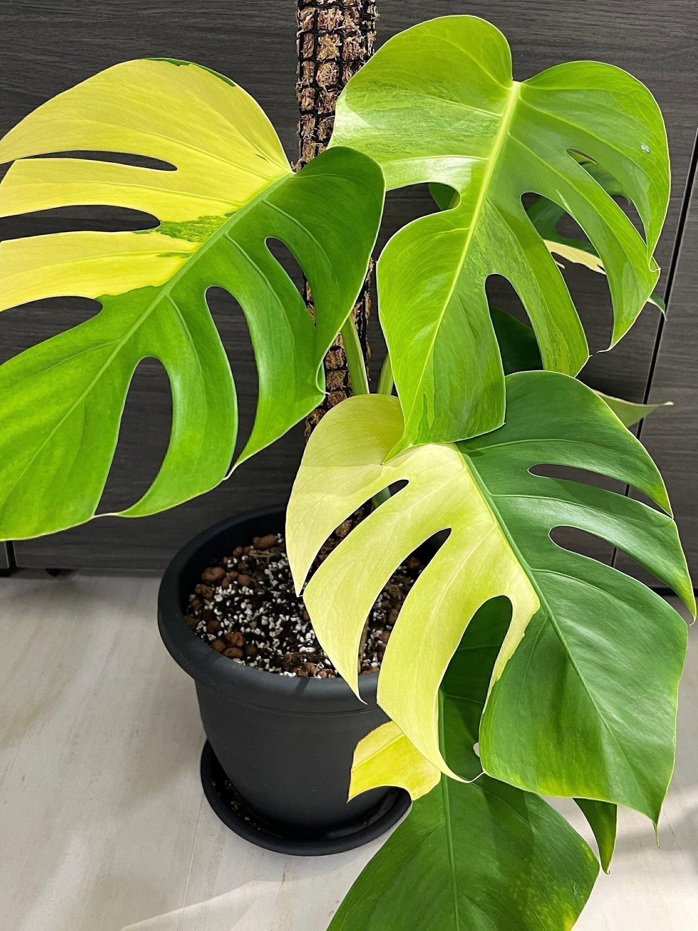 How can I make my Monstera aurea variagated more yellow? | Le Botanist