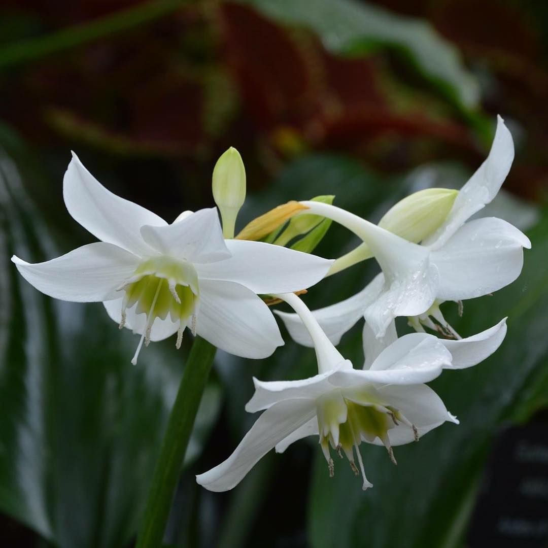 Amazon Lily (Eucharis x grandiflora)