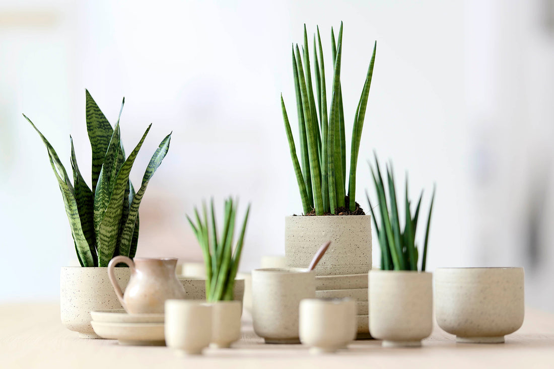 How to care for Sansevieria trifasciata - Mother-in-law's Tongue