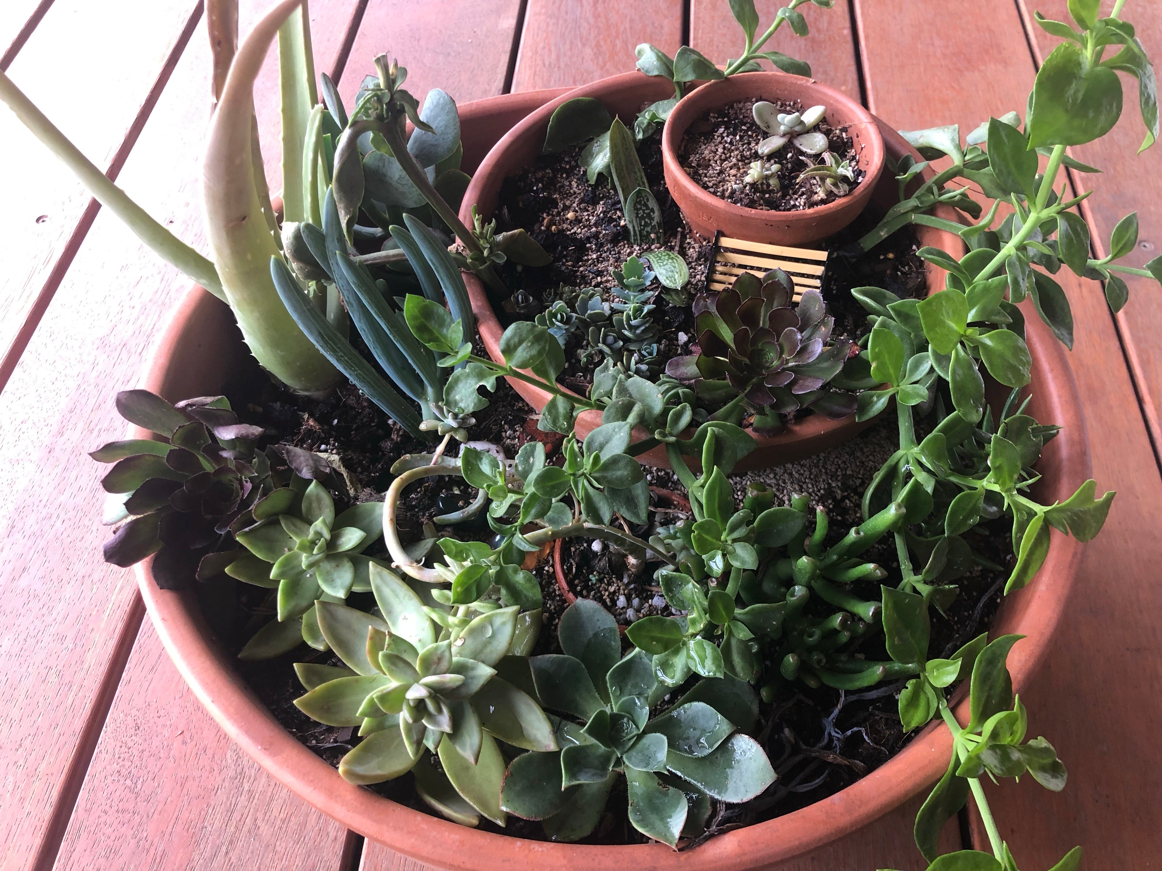 How to make a DIY tiered succulent arrangement | Le Botanist