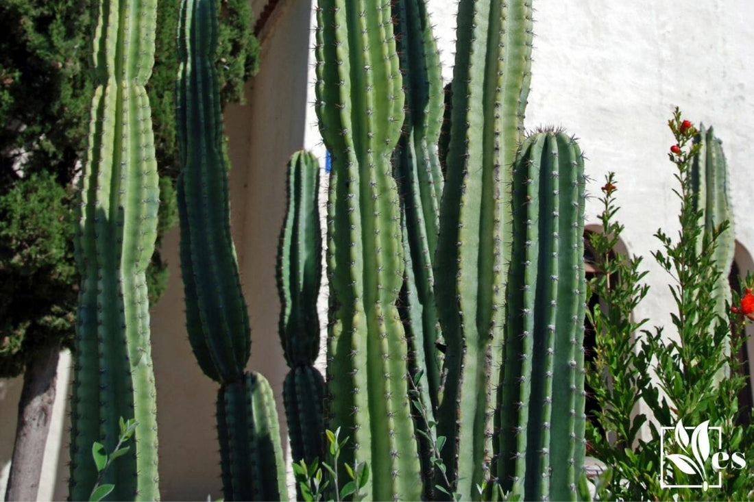 How to Care for Your Cereus Cactus