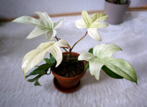How can I make my Philodendron Florida Ghost more variegated?