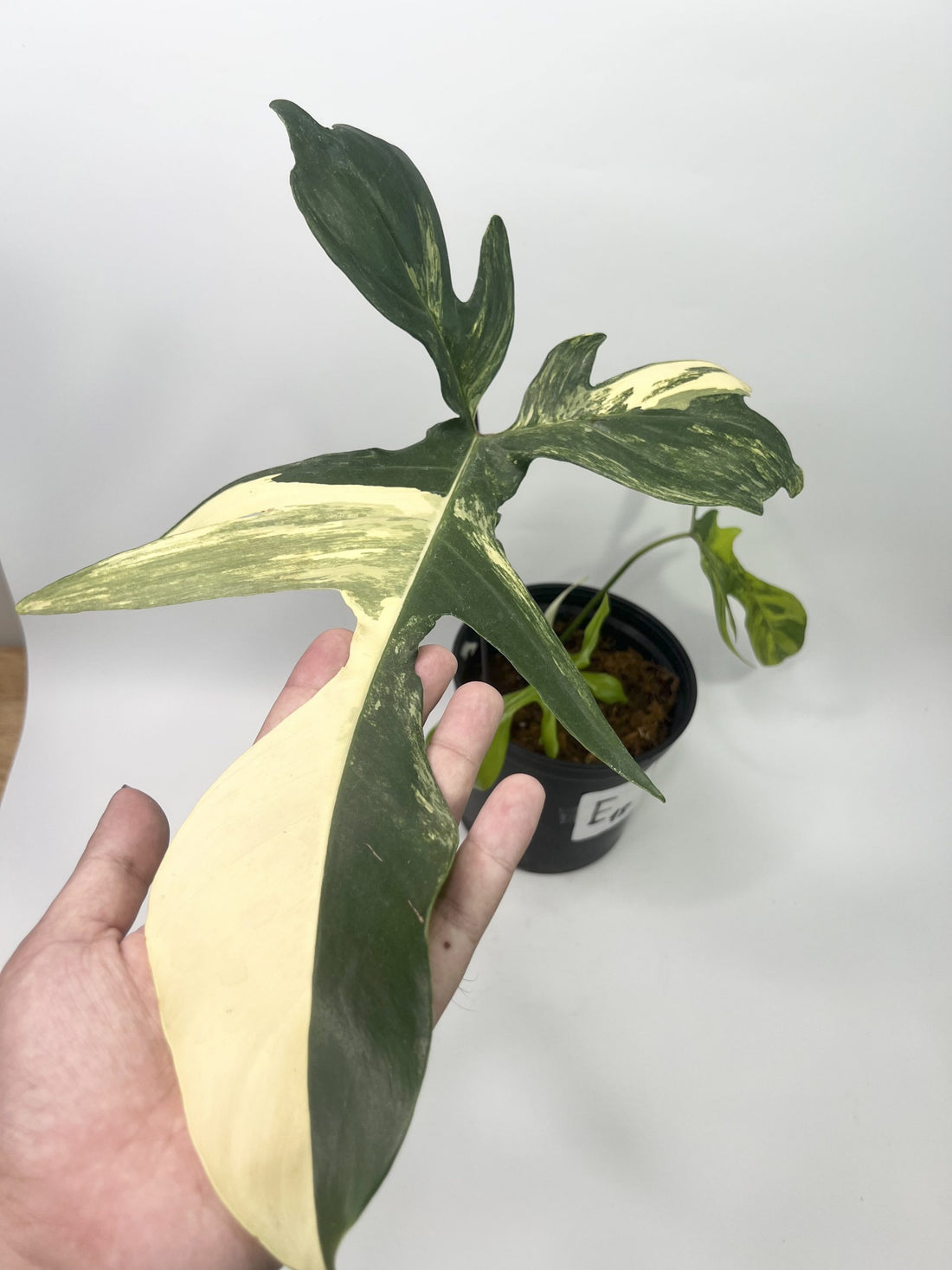 How can I make my Philodendron Florida Beauty more white?