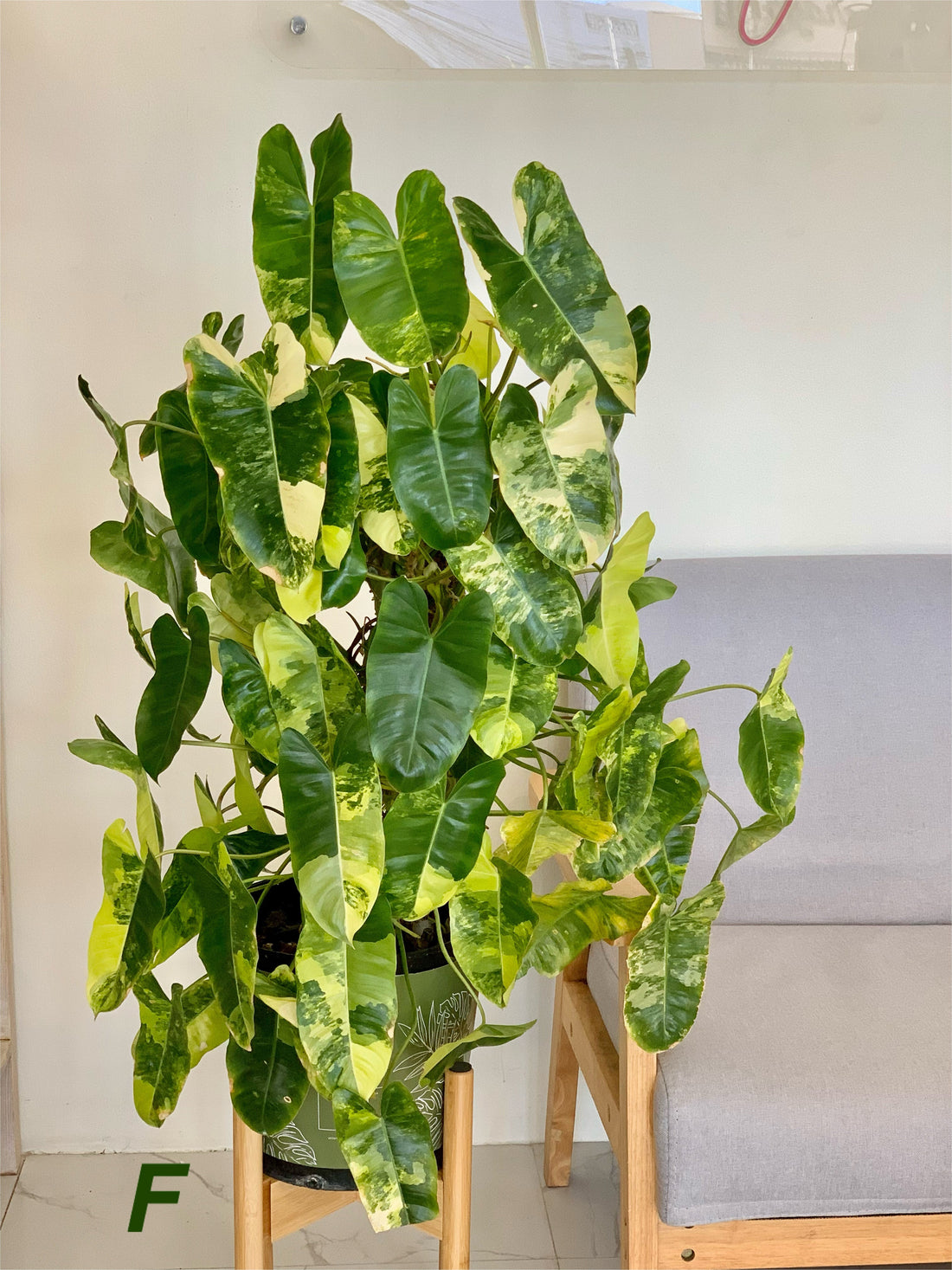 How can I make money by growing Philodendron Burle Marxx variegated?