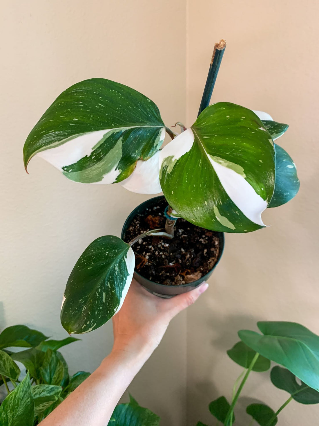 How can I make my Philodendron white wizard more variegated?