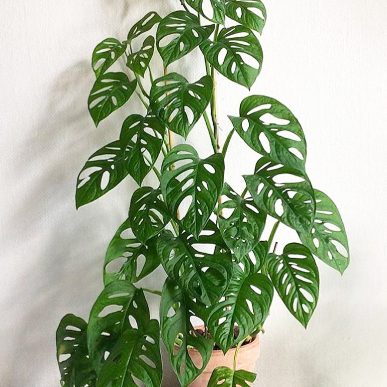 How to care for Monstera adansonii - Swiss Cheese Plant