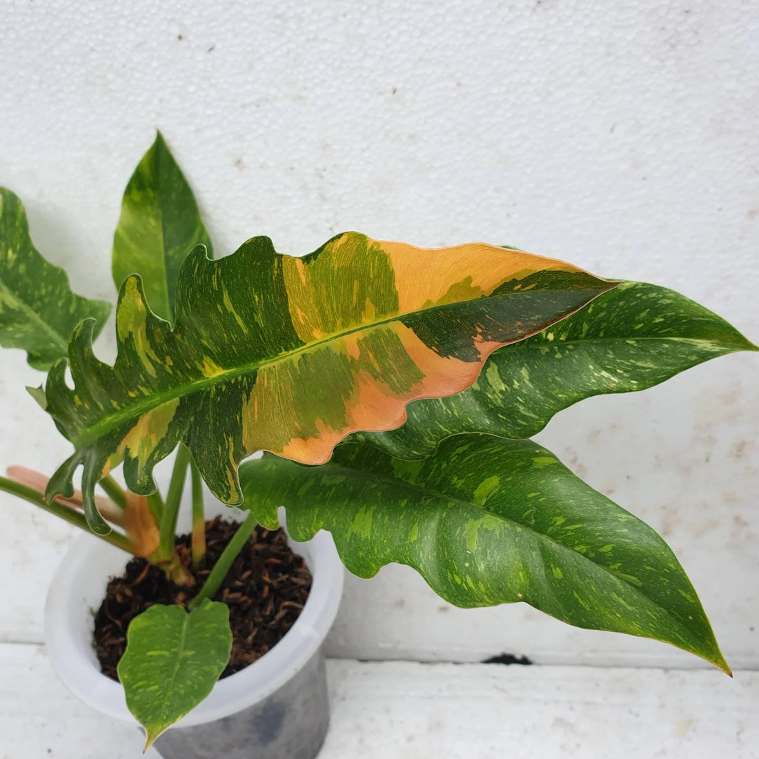 Why are Philodendron Ring of Fire so expensive but worth it?