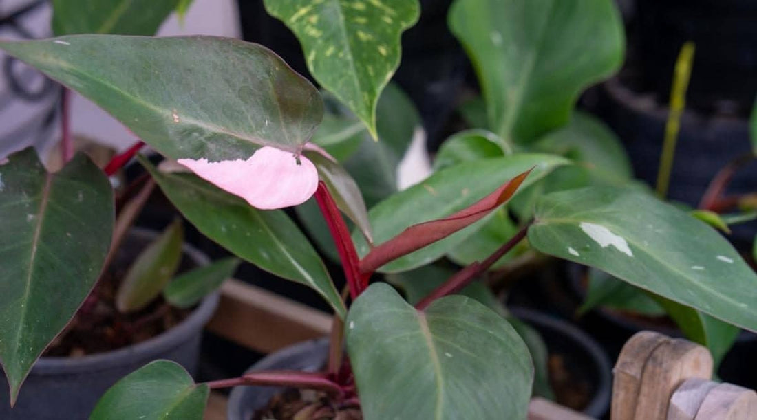 Why Does My Philodendron Pink Princess Have Such Low Variegation And What Can I Do About It?