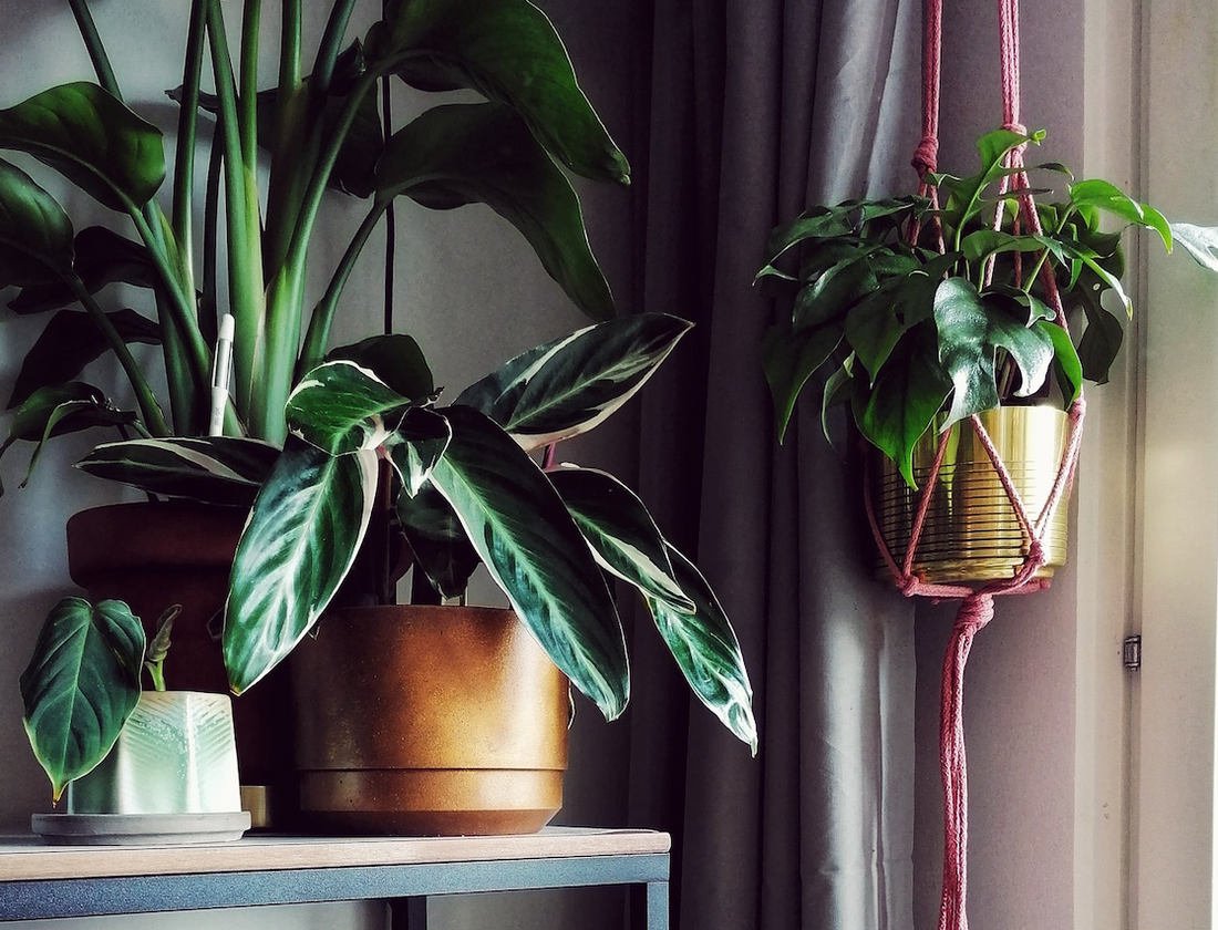 become an indoor plant person