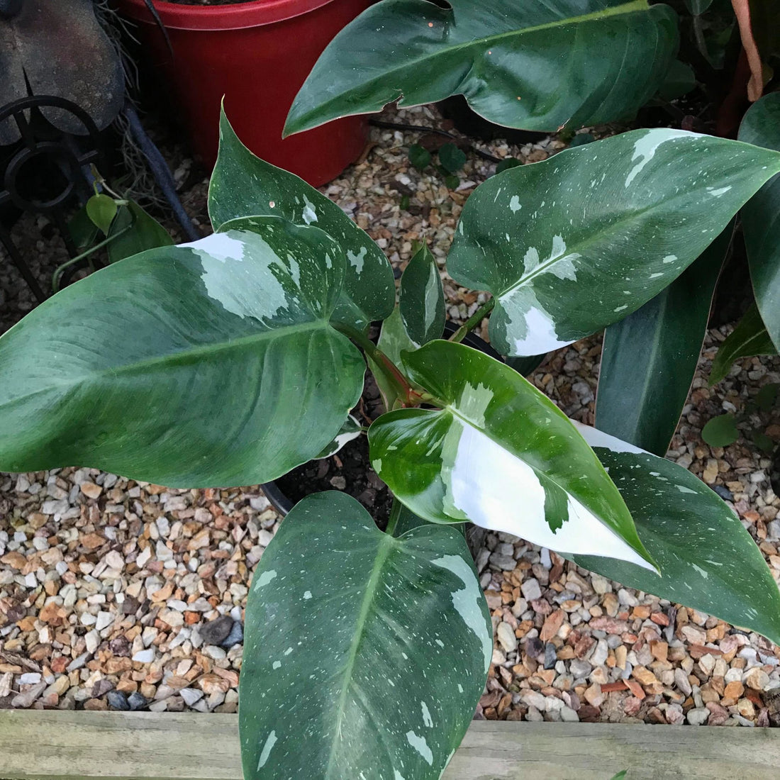Why are Philodendron white knight so expensive but worth it?