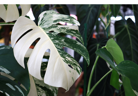 The Best Places to Buy Monstera Thai Constellations in Sydney