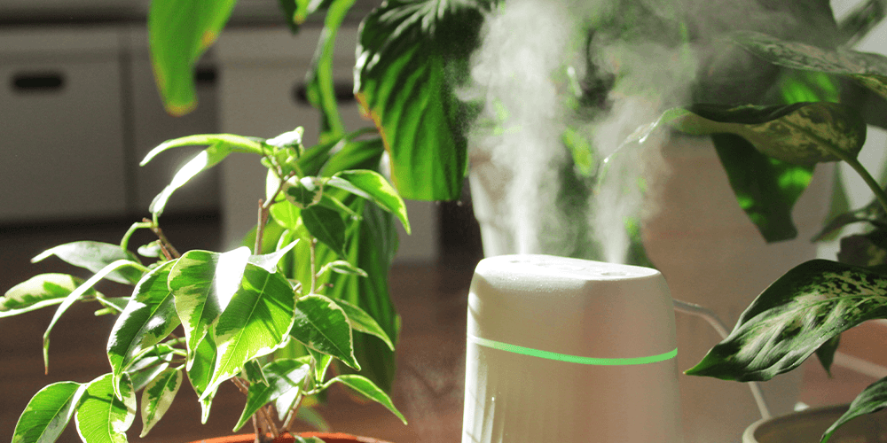 How to Create a Humid Environment for Your Houseplants