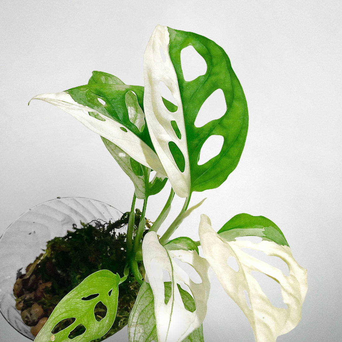 How can I make money by growing Variegated Monstera adansonii?
