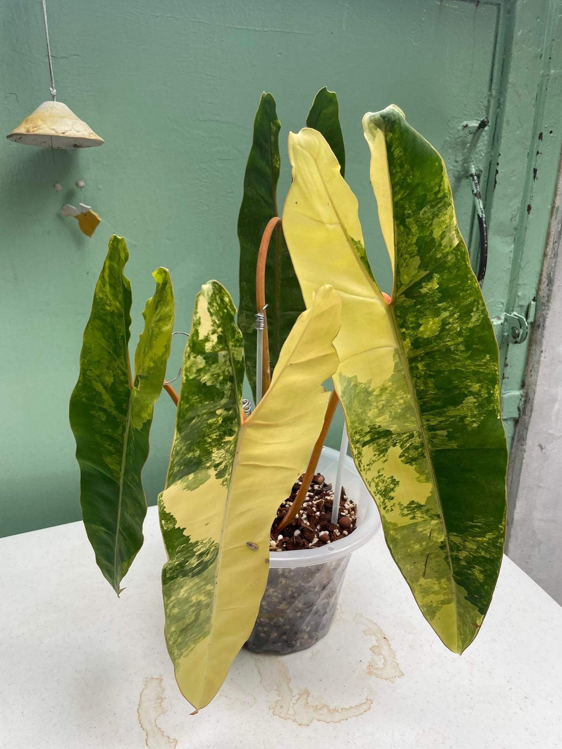 How can I make my Philodendron billietiae variageted more variegated?