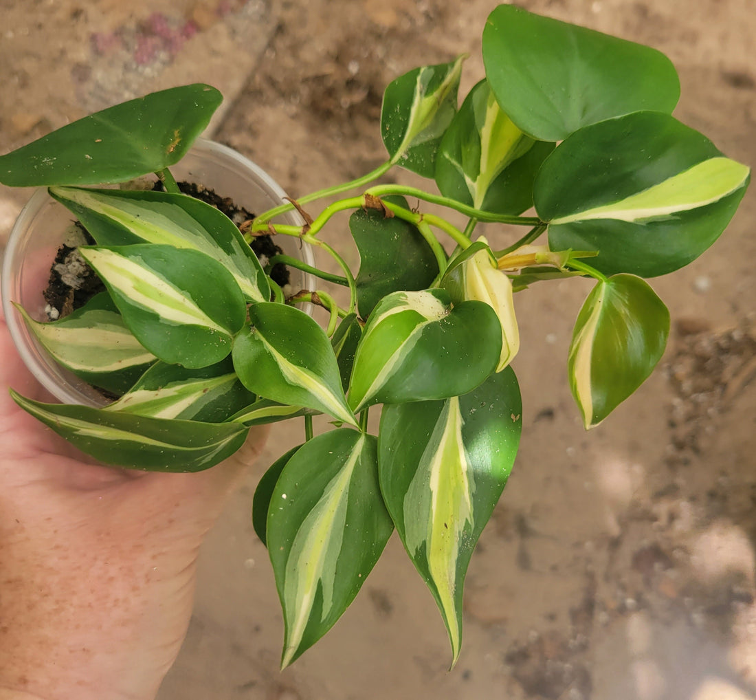How can I make my Philodendron cream splash more variegated?