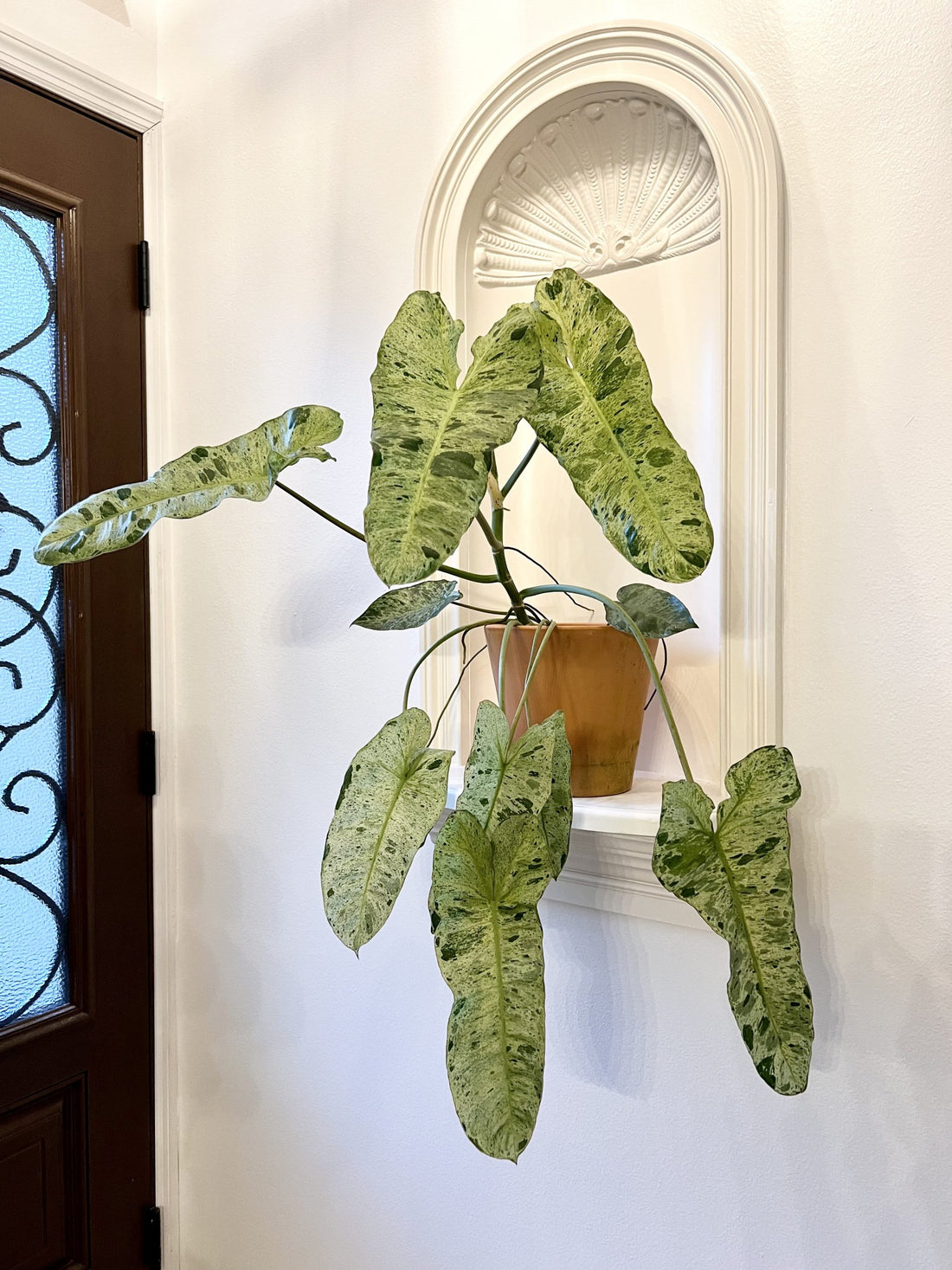 How can I make my Philodendron Paraiso verde more variegated?