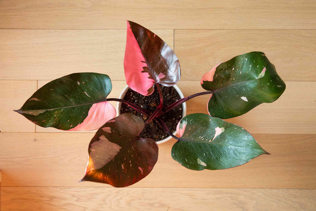 How can I make my Philodendron Pink Princess more pink?