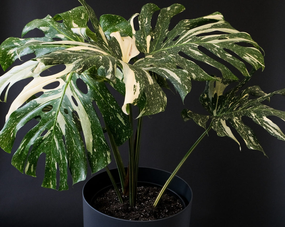 How can I make money by growing Variegated Monstera?