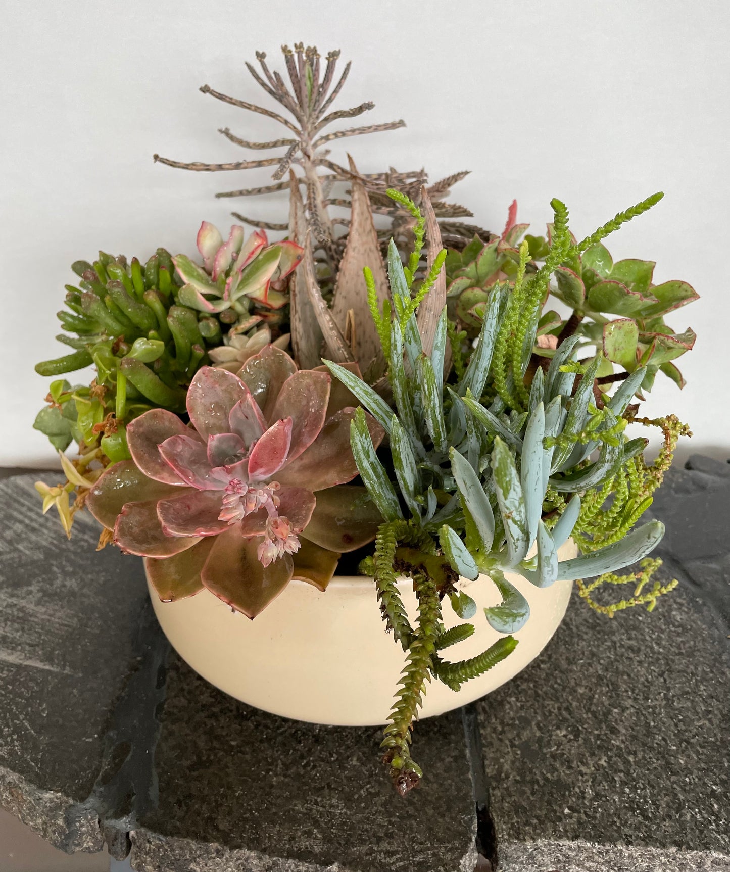 The Flora - Succulent Bowl - Le Botanist