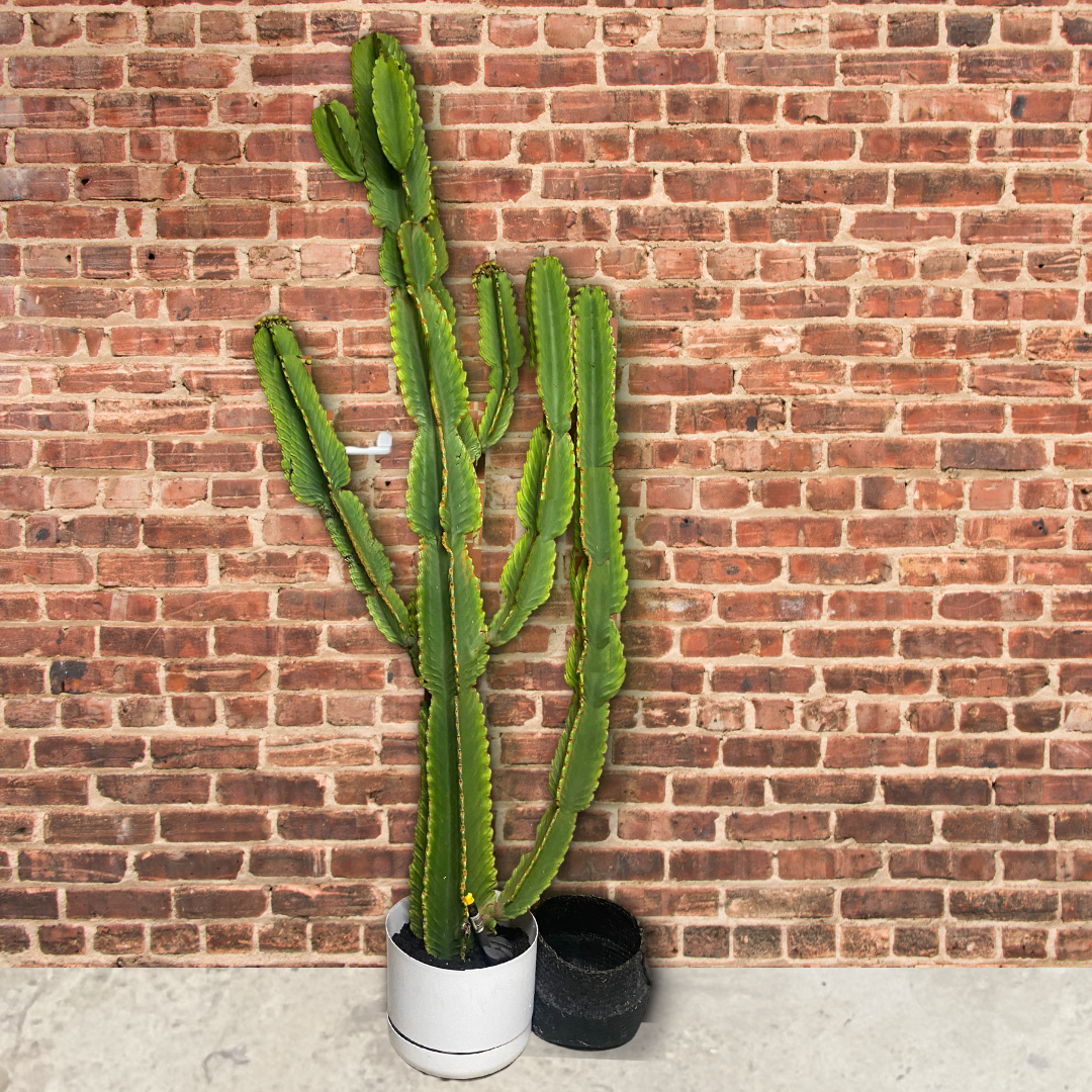 Euphorbia ingens - Candelabra Cactus - Le Botanist