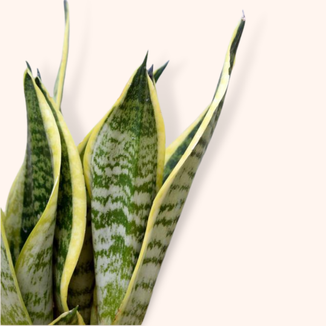Sansevieria trifasciata - Mother-in-law's tongue (Futura Superba) - Le Botanist