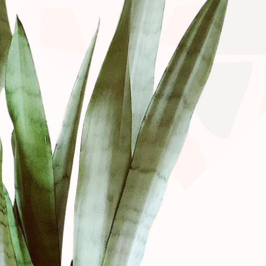 Sansevieria trifasciata - Mother-in-law's tongue (Silver queen)