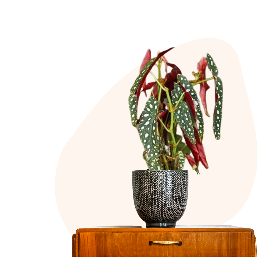 Begonia maculata - Polka Dot Begonia from Le Botanist