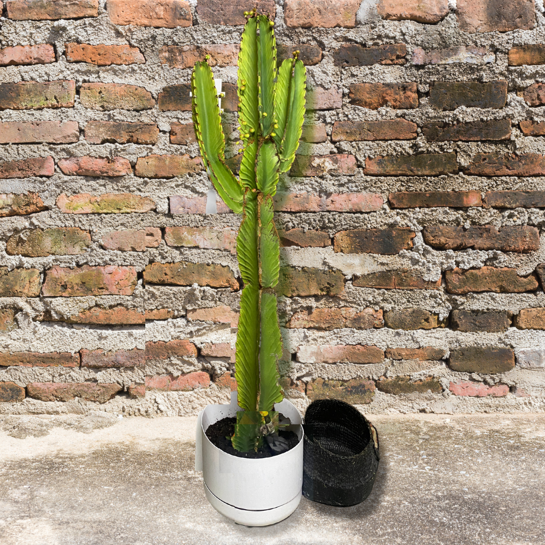 Euphorbia ingens - Candelabra Cactus - Le Botanist