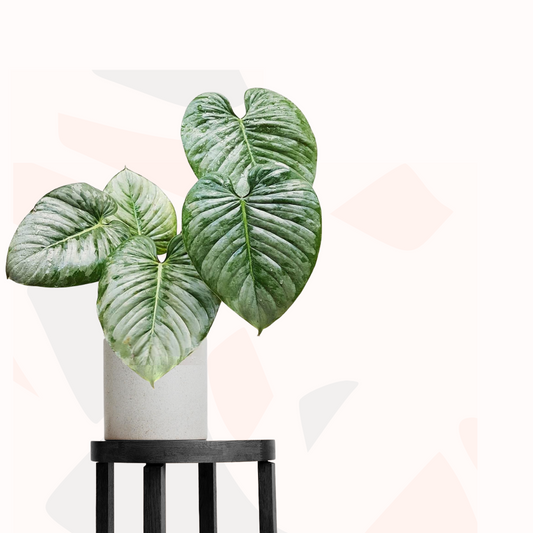 Philodendron mamei - Silver Cloud
