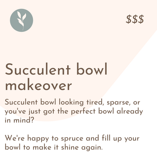 Succulent Bowl Makeover