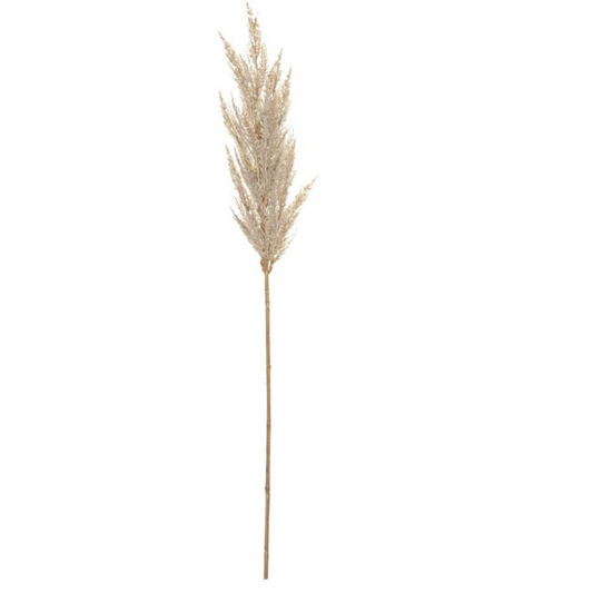 Dried Pampas Grass - Le Botanist