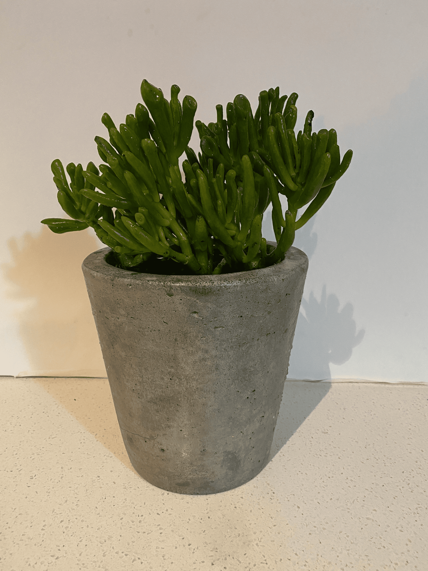 Crassula ovata - hobbit jade plant - Always Greener