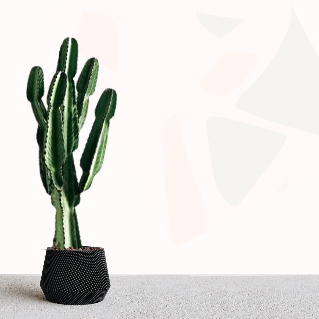 Euphorbia ingens - Candelabra Cactus.