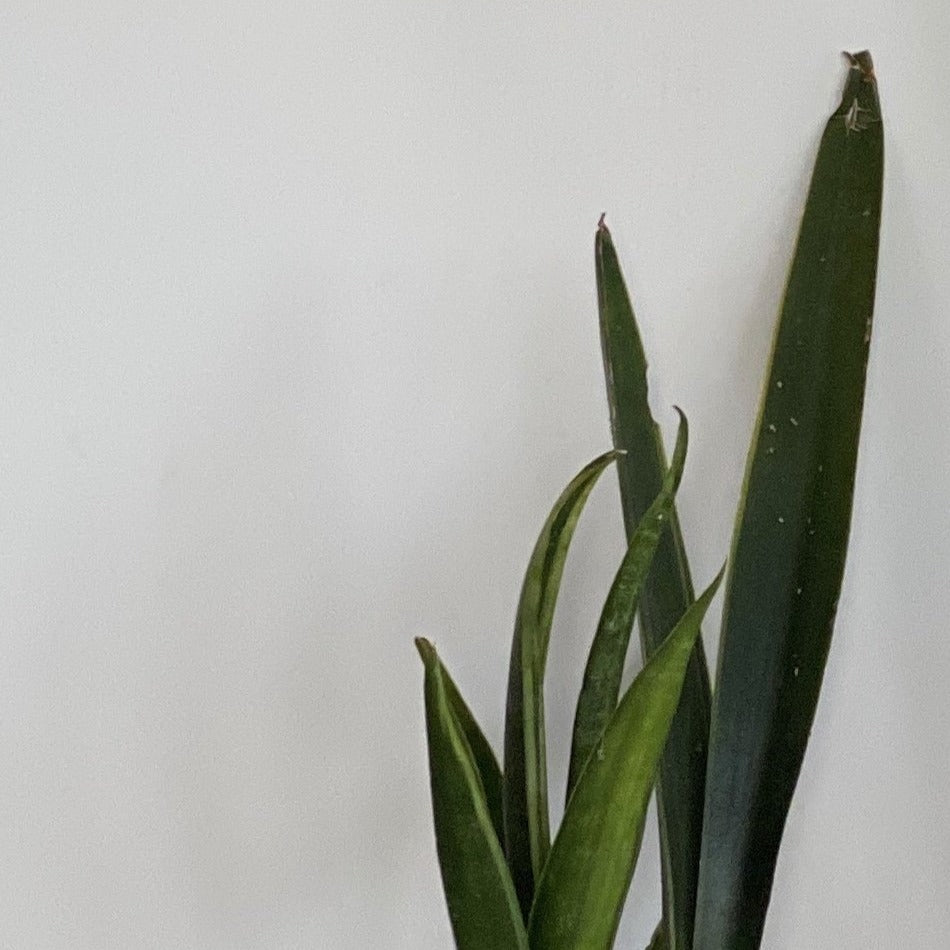 sansevieria trifasciata - mother-in-law's tongue - Always Greener