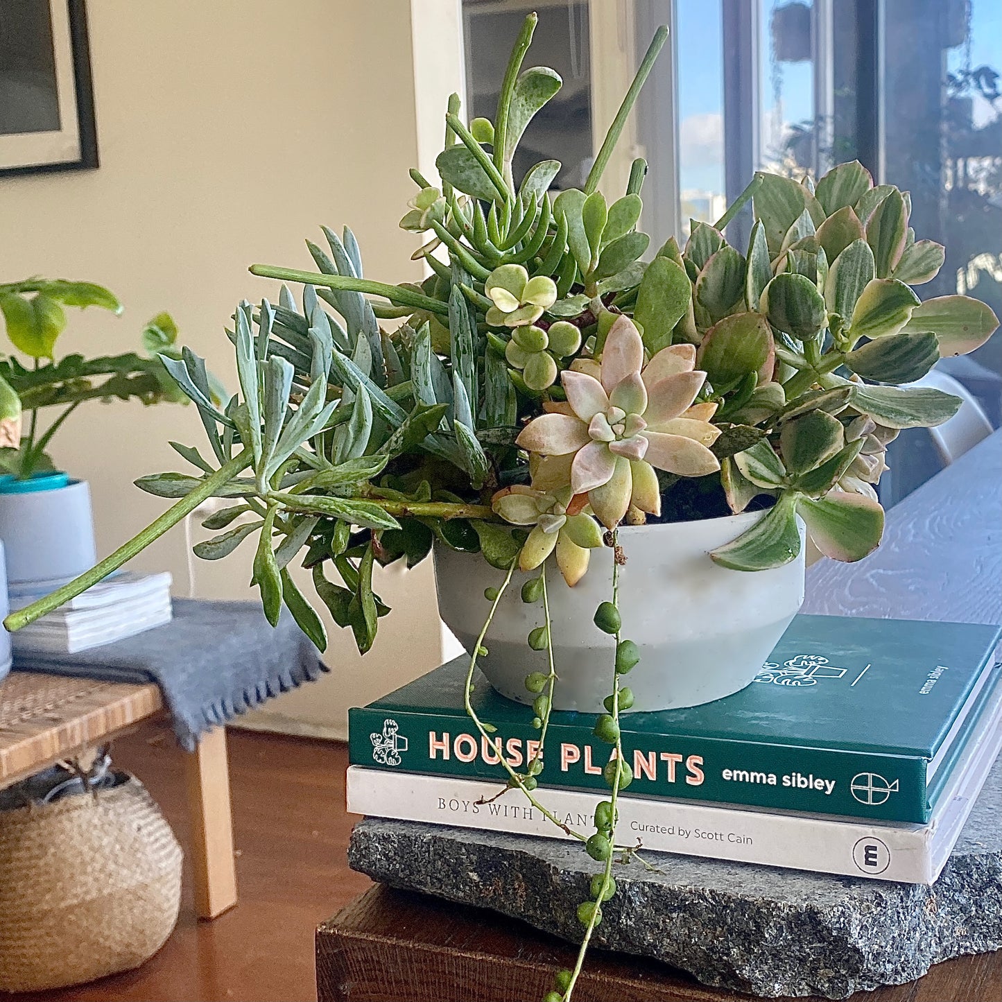 The Branch - Succulent Bowl - Le Botanist