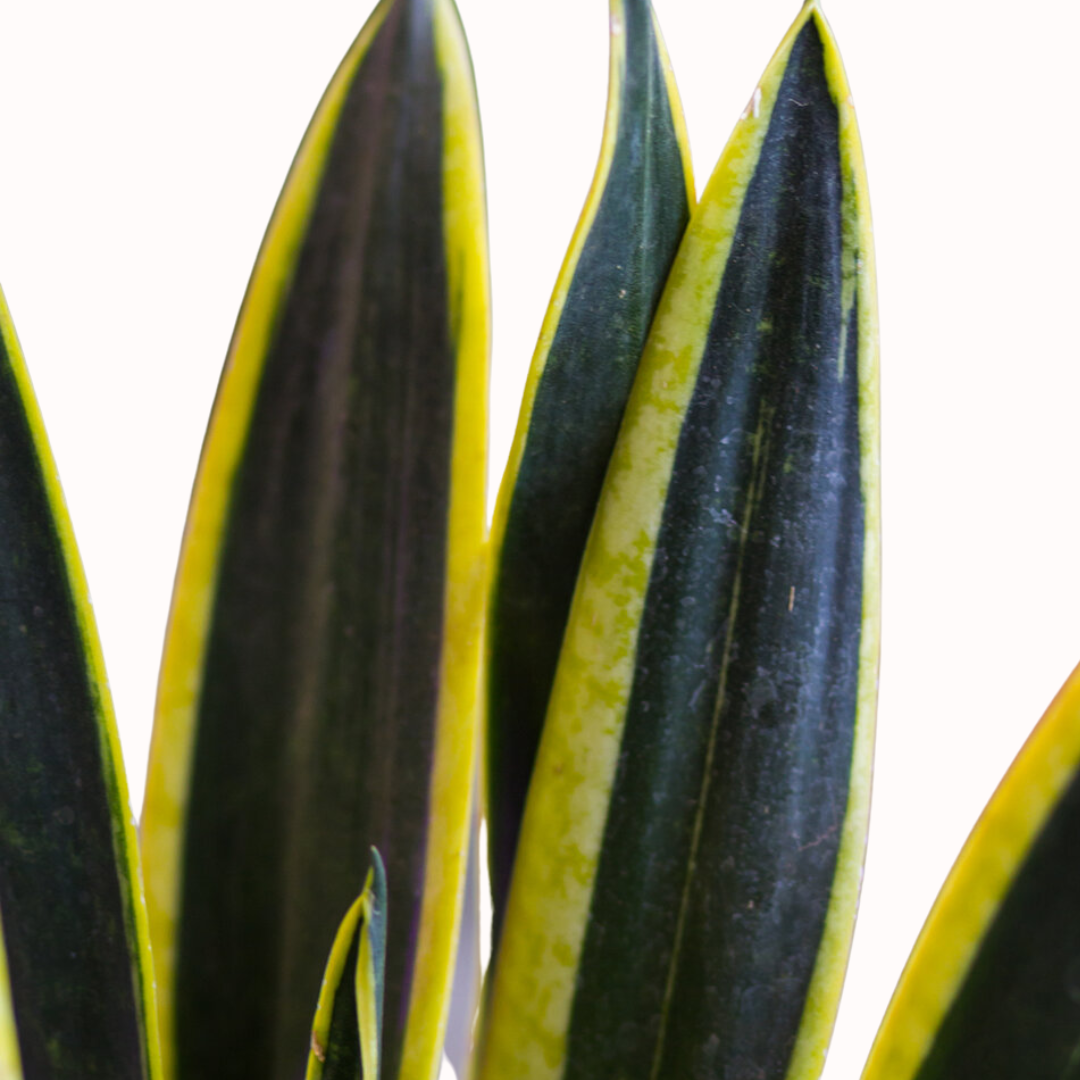 Sansevieria trifasciata - Mother-in-law's tongue (Black Gold)