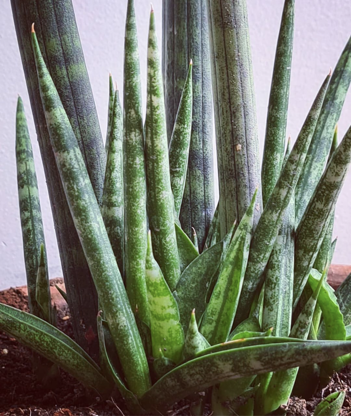 Sansevieria cylindrica - Mother-in-law's tongue (Cylindrical Snake Plant) - Le Botanist