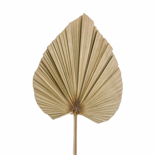 Dried Palm Leaf - Le Botanist