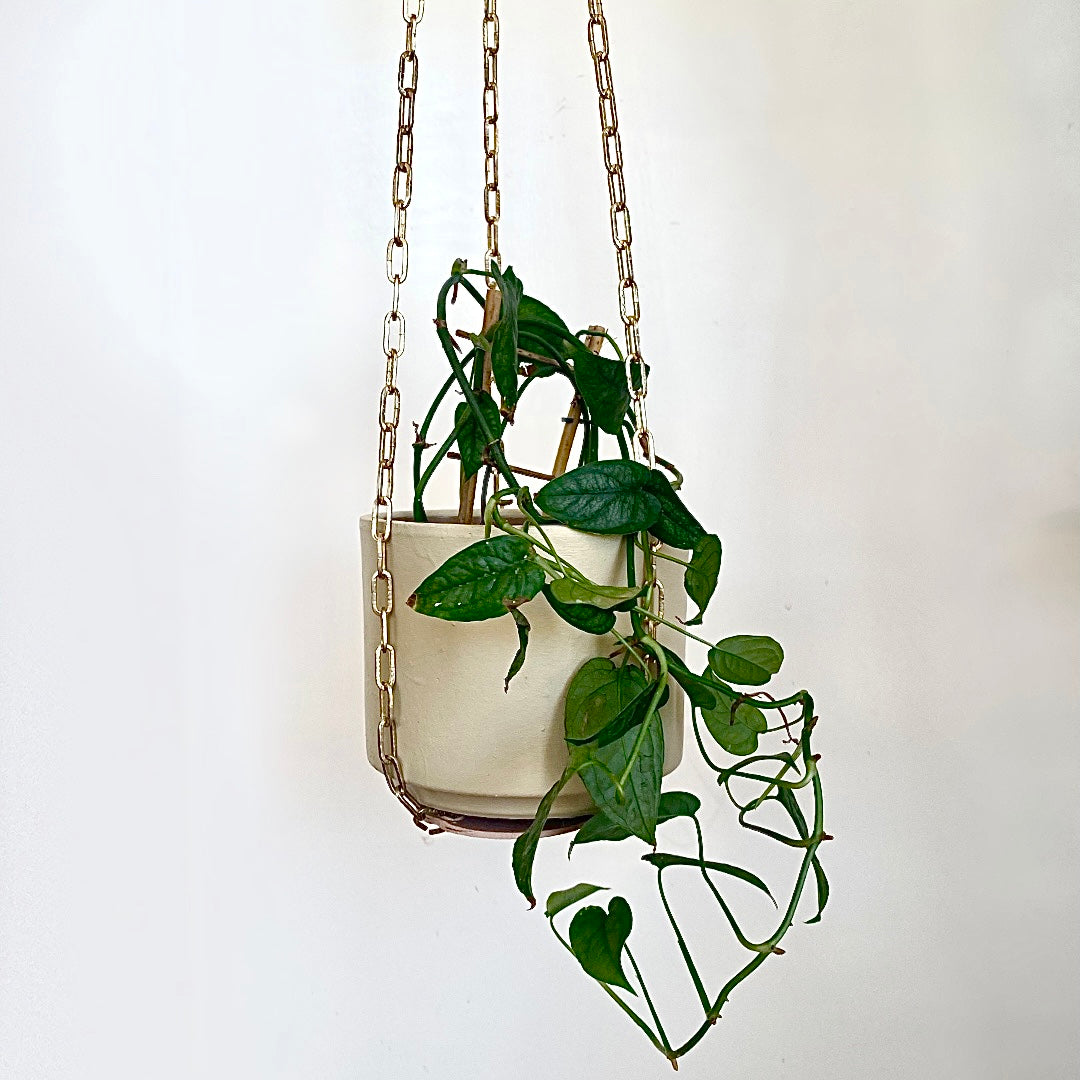 Chain Link Hanging Pot Holder - Le Botanist