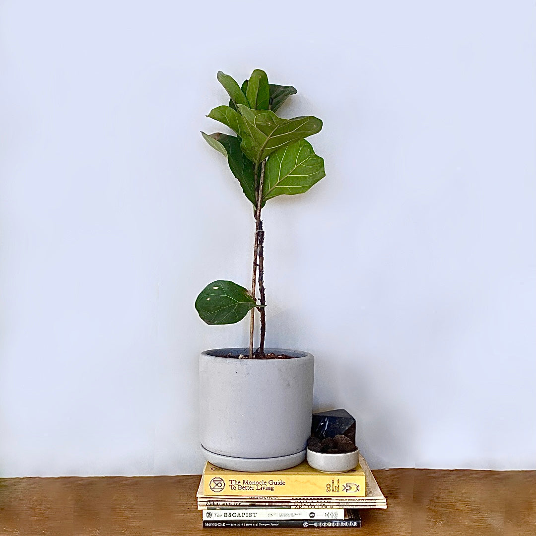Ficus lyrata - Bambino - Le Botanist