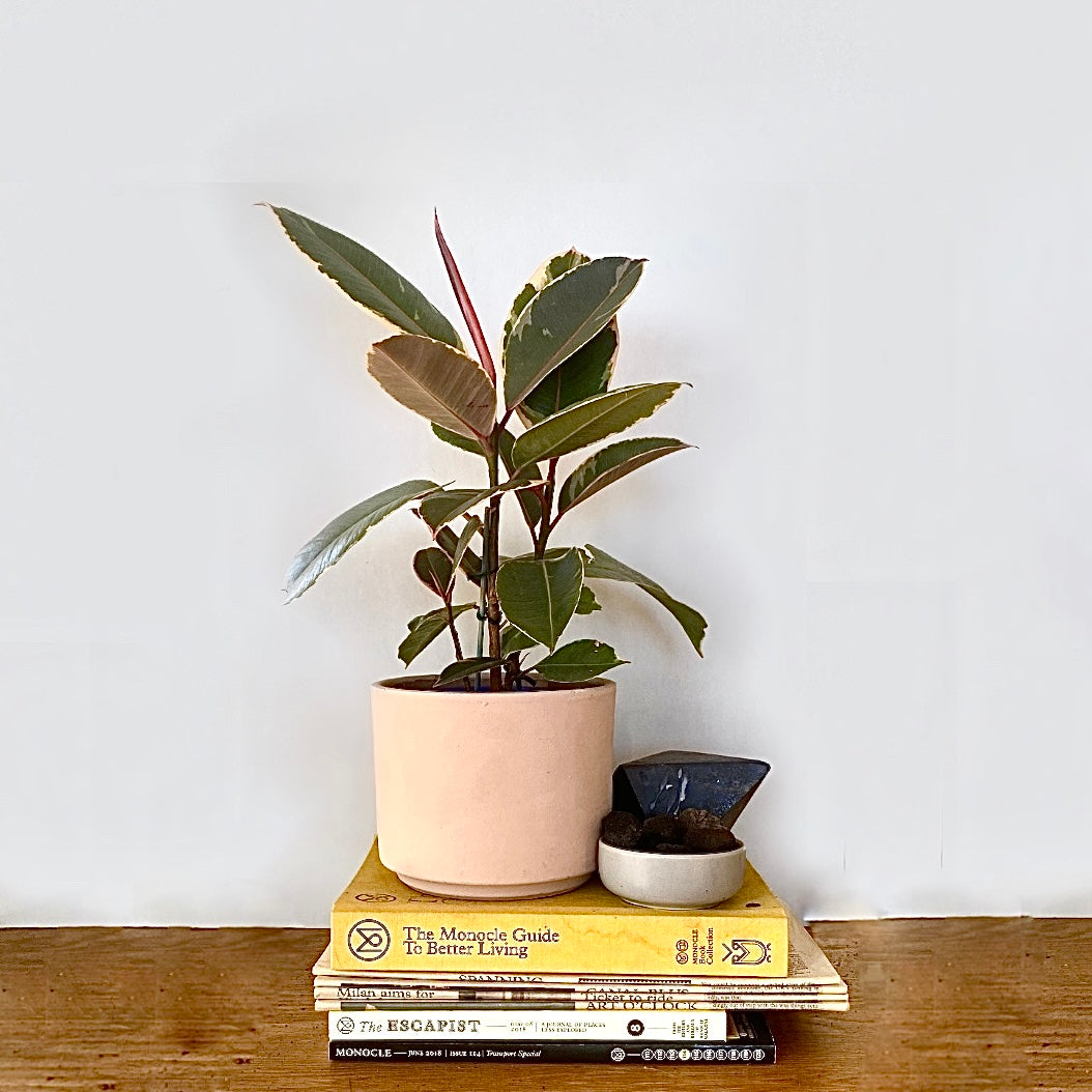 Ficus elastica - Tineke - Le Botanist
