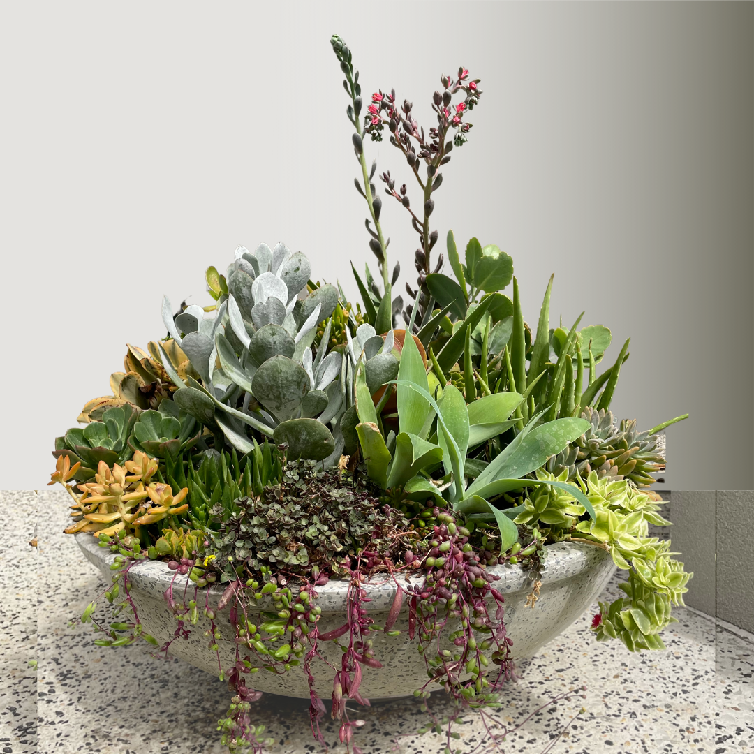 The Statement - Extra Large Succulent Bowl - Le Botanist