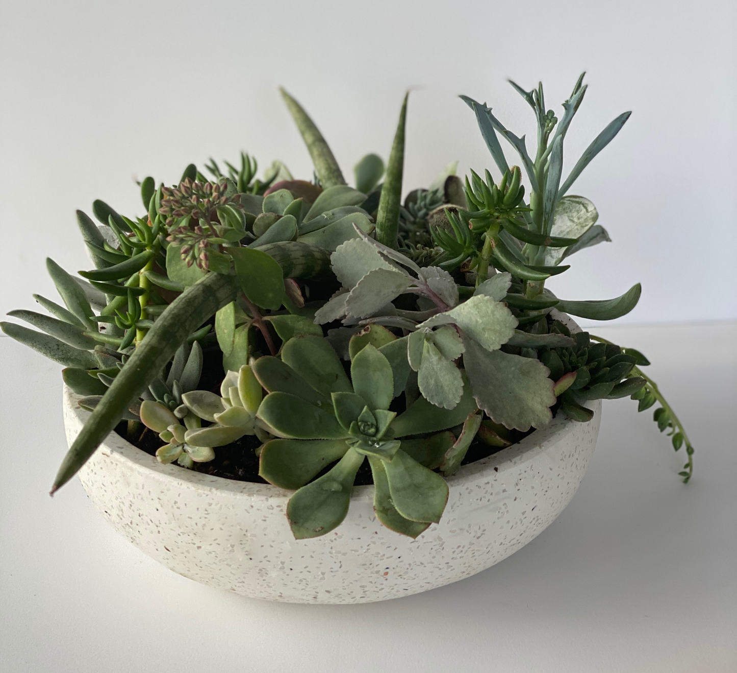 The Thorn - Succulent Bowl - Le Botanist